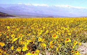 Flowers came to life in Death Valley following the extremely rare rainfall in 2005.